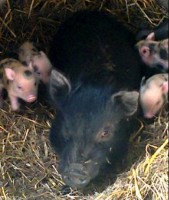 /album/teacup-pigs/mum-and-babies-born-12th-july-2012-jpg/